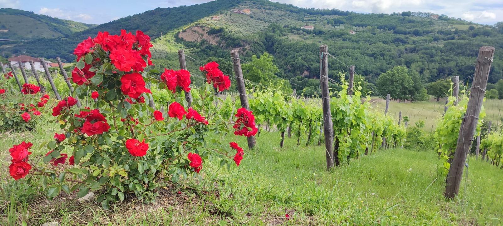 Roses at the end of the vine rows